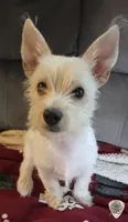 Sully, a male West Highland White Terrier and Yorkshire Terrier for sale in Chehalis, WA – 1 of 6