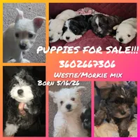 "Precious", a female West Highland White Terrier and Morkie for sale in Chehalis, WA – 5 of 6