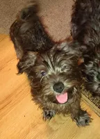 Brindle Puppy, a male Yorkshire Terrier and Biewer for sale in Chehalis, WA – Photo 1 of 6