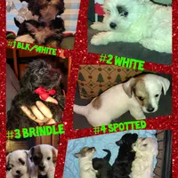 Brindle Puppy, a male West Highland White Terrier and Yorkshire Terrier for sale in Chehalis, WA – Photo 5 of 5