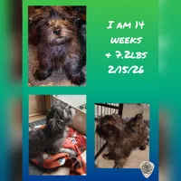 Brindle Puppy, a male West Highland White Terrier and Yorkshire Terrier for sale in Chehalis, WA – Photo 1 of 5