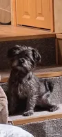 Brindle Puppy, a male Yorkshire Terrier and Biewer for sale in Chehalis, WA – 4 of 6