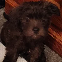 Brindle Puppy, a male West Highland White Terrier and Yorkshire Terrier for sale in Chehalis, WA – Photo 4 of 5