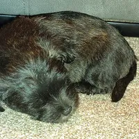 Brindle Puppy, a male West Highland White Terrier and Yorkshire Terrier for sale in Chehalis, WA – Photo 3 of 5