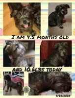 Brindle Puppy, a male Yorkshire Terrier and Biewer for sale in Chehalis, WA – Photo 2 of 6