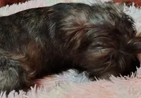 Brindle Puppy, a male Yorkshire Terrier and Biewer for sale in Chehalis, WA – Photo 6 of 6