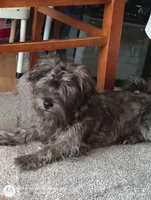 Brindle Puppy, a male Yorkshire Terrier and Biewer for sale in Chehalis, WA – 1 of 6