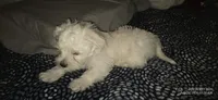 "Fluffy", a male West Highland White Terrier and Maltese for sale in Chehalis, WA – 5 of 5