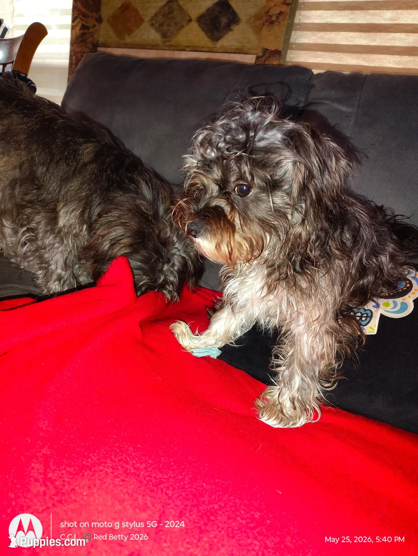 "Little Guy", a male West Highland White Terrier and Morkie for sale in Chehalis, WA – 3 of 6