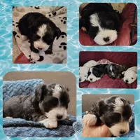 Puppy 3 "Black Beauty", a female Maltese and Yorkshire Terrier for sale in Chehalis, WA – 3 of 3