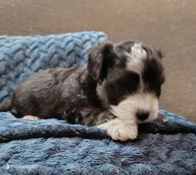 "Boots" – West Highland White Terrier, Morkie puppy for sale in Chehalis, WA