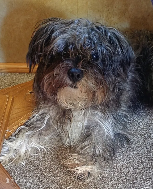 "Little Guy" – Maltese, Yorkshire Terrier puppy for sale in Chehalis, WA