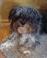"Little Guy", a male Maltese and Yorkshire Terrier for sale in Chehalis, WA – 1 of 5