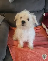 "Bubba", a male West Highland White Terrier and Maltese for sale in Chehalis, WA – 2 of 6