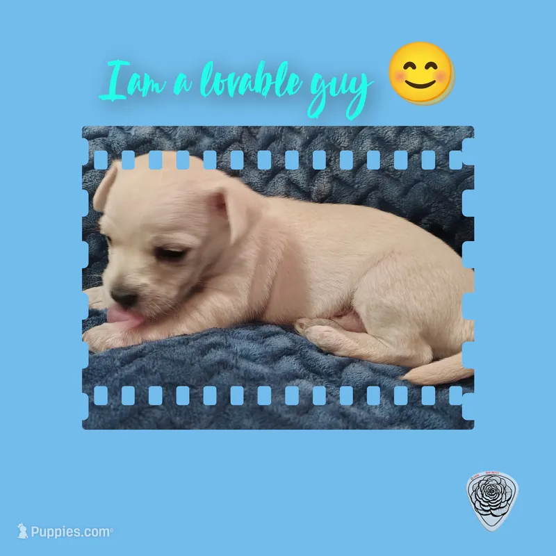 Puppy 1 "Jaco" – West Highland White Terrier, Morkie puppy for sale in Chehalis, WA