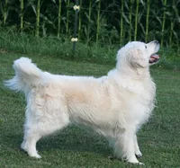 Girl B, a female English Cream Golden Retriever for sale in Marshfield, WI – 3 of 8