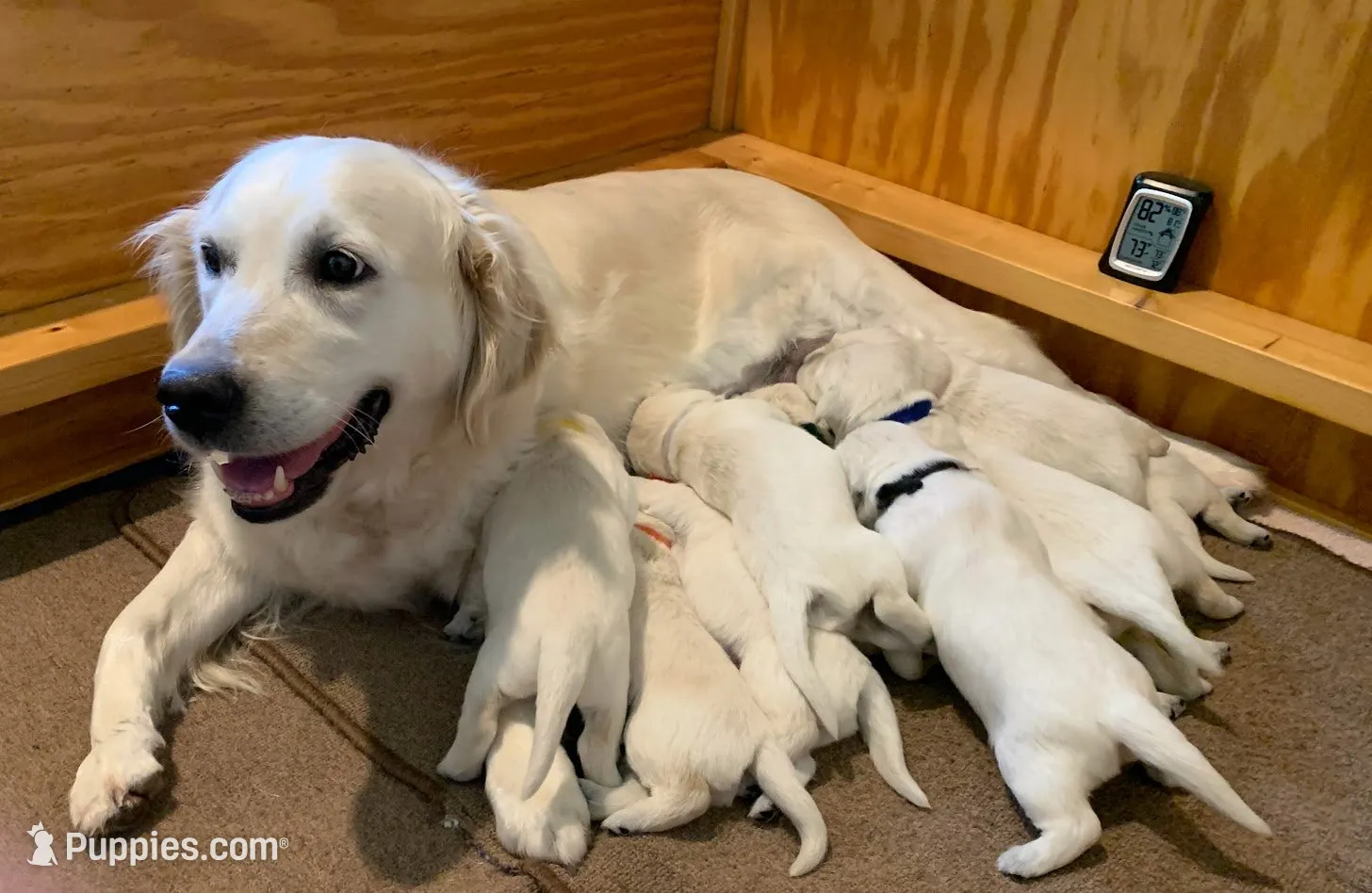 AKC 6th pick, a male English Cream Golden Retriever for sale in Marshfield, WI – 2 of 8
