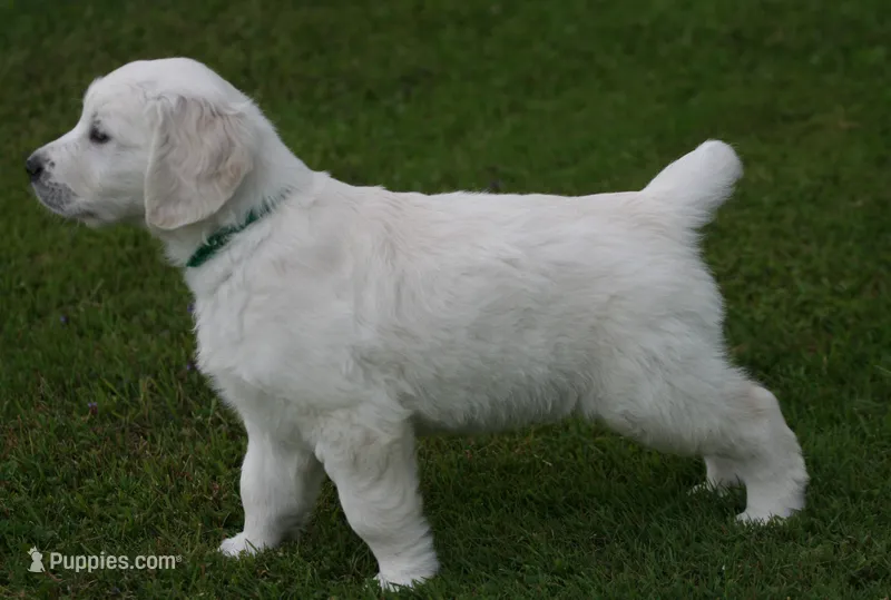  Green Collar Boy AKC/OFA parents – English Cream Golden Retriever puppy for sale in Marshfield, WI