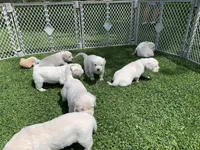 AKC 4th pick boy, a male English Cream Golden Retriever for sale in Marshfield, WI – 10 of 10