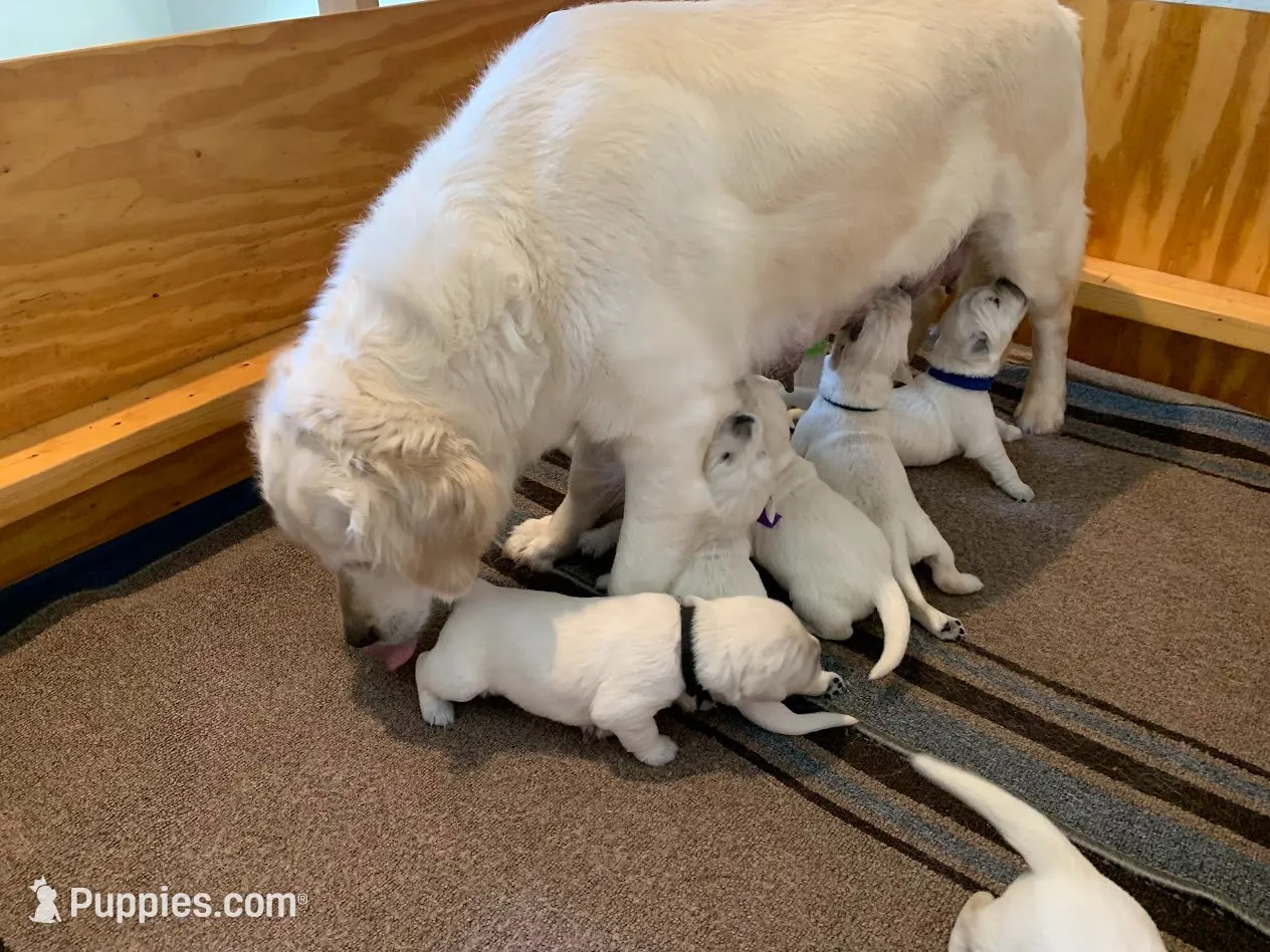 AKC 6th pick, a male English Cream Golden Retriever for sale in Marshfield, WI – 3 of 8