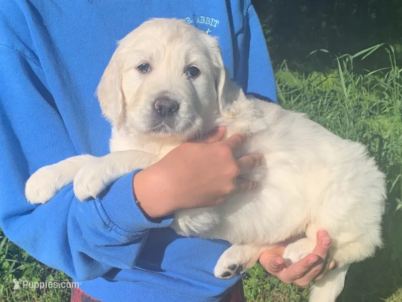 6th pick girl – English Cream Golden Retriever puppy for sale in Marshfield, WI