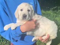 6th pick girl, a female English Cream Golden Retriever for sale in Marshfield, WI – 1 of 10