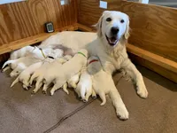 6th pick girl, a female English Cream Golden Retriever for sale in Marshfield, WI – 10 of 10