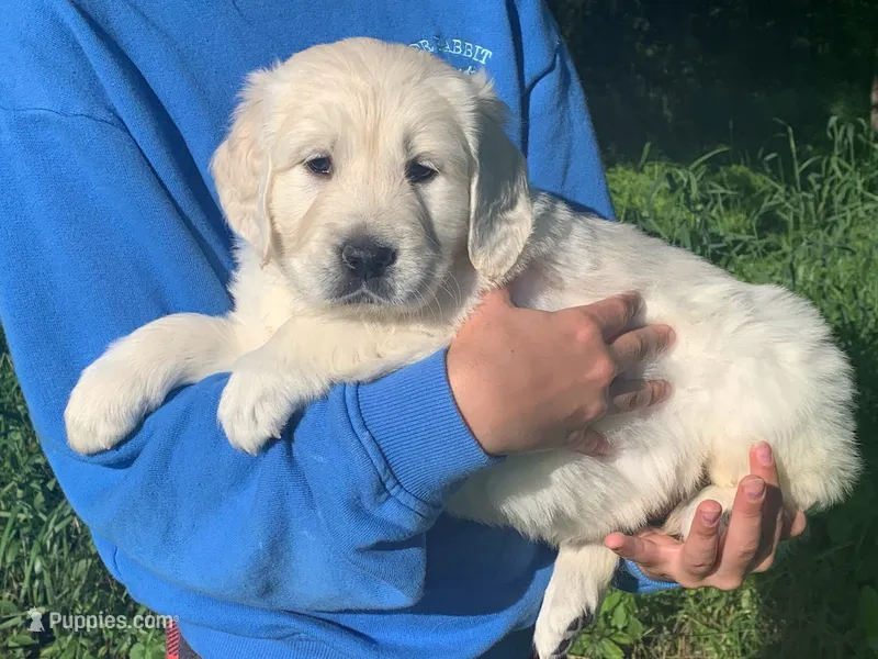 5th pick girl – English Cream Golden Retriever puppy for sale in Marshfield, WI