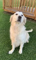 AKC 4th pick boy, a male English Cream Golden Retriever for sale in Marshfield, WI – 3 of 10