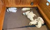 AKC boy a, a male English Cream Golden Retriever for sale in Marshfield, WI – 10 of 10
