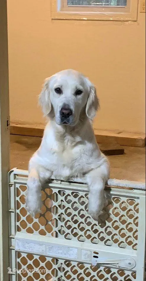 May litter, a  English Cream Golden Retriever for sale in Marshfield, WI – Photo 3 of 6