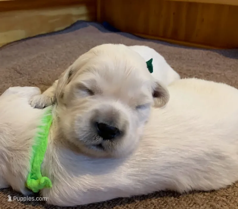 AKC 4th pick boy – English Cream Golden Retriever puppy for sale in Marshfield, WI