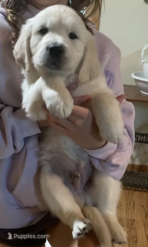 Lime boy from AKC/OFA parents – English Cream Golden Retriever puppy for sale in Marshfield, WI