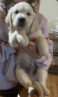 Lime boy from AKC/OFA parents, a male English Cream Golden Retriever for sale in Marshfield, WI – 1 of 10
