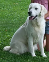 Girl B, a female English Cream Golden Retriever for sale in Marshfield, WI – 2 of 8