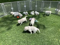 AKC 5th pick boy, a male English Cream Golden Retriever for sale in Marshfield, WI – 2 of 9