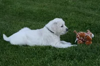 Black Collar girl from AKC/OFA parents, a female English Cream Golden Retriever for sale in Marshfield, WI – 2 of 10