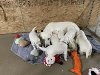 AKC Boy B, a male English Cream Golden Retriever for sale in Marshfield, WI – 9 of 10