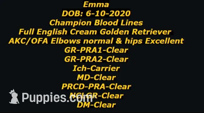 AKC 6th pick, a male English Cream Golden Retriever for sale in Marshfield, WI – 6 of 8