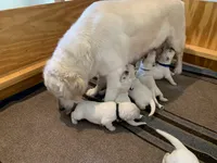 AKC 4th pick boy, a male English Cream Golden Retriever for sale in Marshfield, WI – 10 of 10