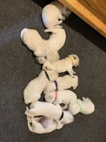 AKC 4th pick boy, a male English Cream Golden Retriever for sale in Marshfield, WI – 4 of 10