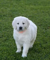 Orange collar girl from AKC/OFA parents, a female English Cream Golden Retriever for sale in Marshfield, WI – 1 of 9
