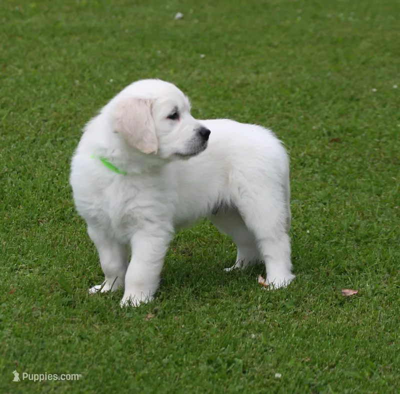 Lime boy from AKC/OFA parents – English Cream Golden Retriever puppy for sale in Marshfield, WI