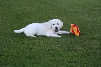 Pink Collar girl from AKC/OFA parents, a female English Cream Golden Retriever for sale in Marshfield, WI – 3 of 10