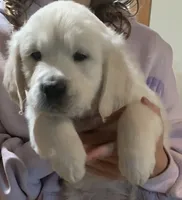 Lime boy from AKC/OFA parents, a male English Cream Golden Retriever for sale in Marshfield, WI – 10 of 10