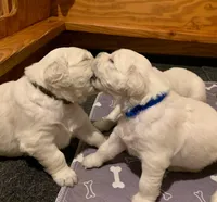 Black Collar girl from AKC/OFA parents, a female English Cream Golden Retriever for sale in Marshfield, WI – 10 of 10