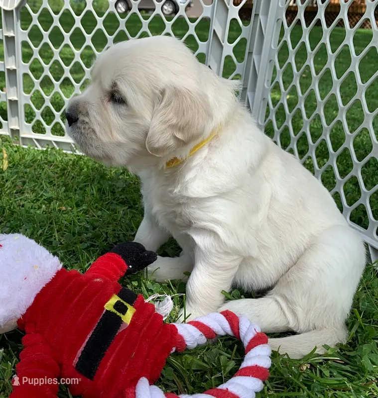 AKC 4th pick boy – English Cream Golden Retriever puppy for sale in Marshfield, WI