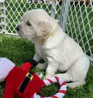 AKC 4th pick boy, a male English Cream Golden Retriever for sale in Marshfield, WI – 1 of 10