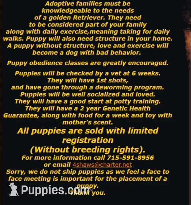 AKC 6th pick, a male English Cream Golden Retriever for sale in Marshfield, WI – 8 of 8