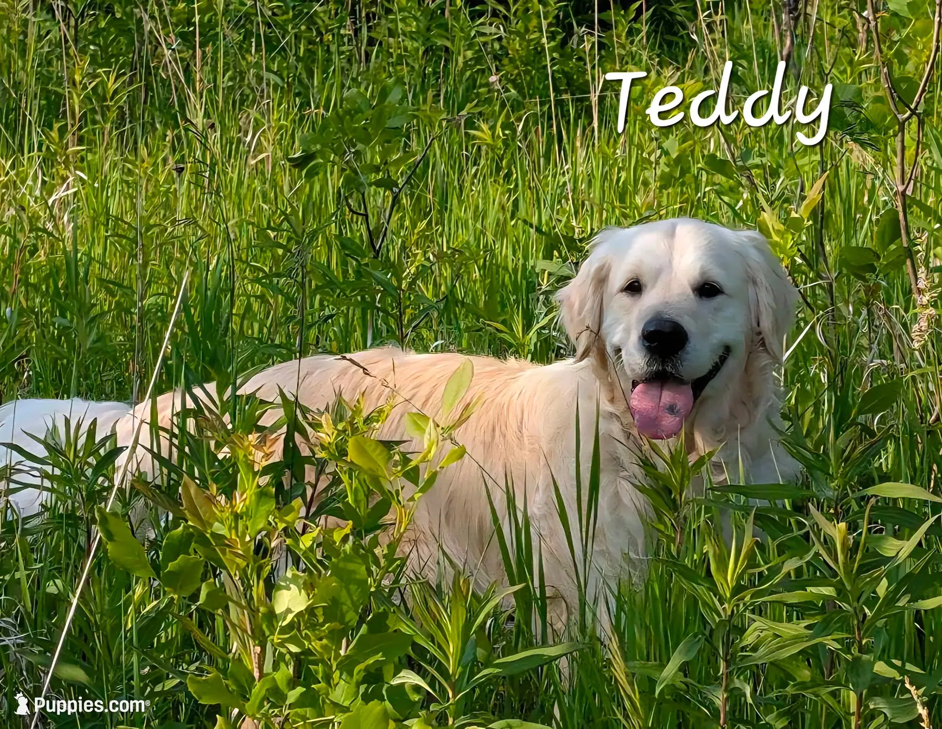 AKC 4th pick boy, a male English Cream Golden Retriever for sale in Marshfield, WI – 4 of 10